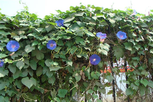  Plant
